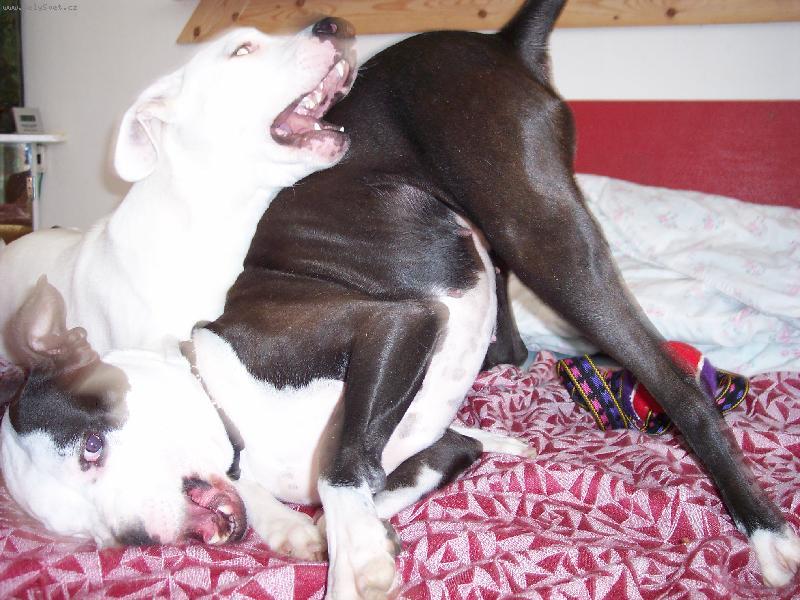 Foto: Fenky PItbulla a Argentinské dogy