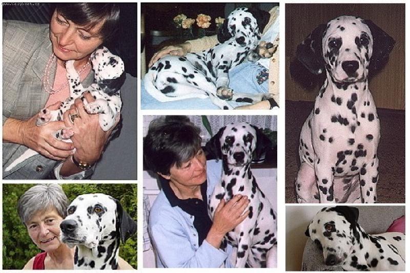 Foto: \"Meisje\" (holčička v Nizozemský jazyk)-foto Collage