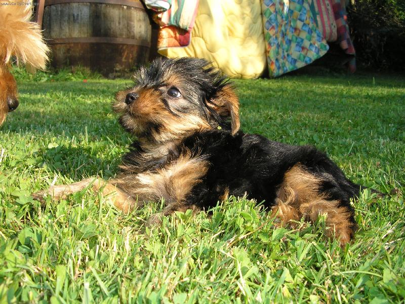 Foto: Enny na chalupě-Ennynka si ležinká ne travičce... :-)