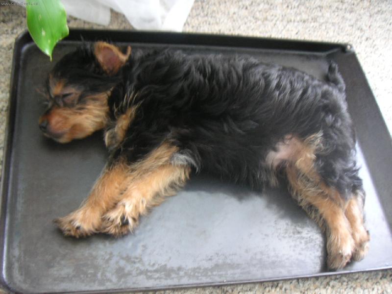 Foto: Max na pekáči:-)