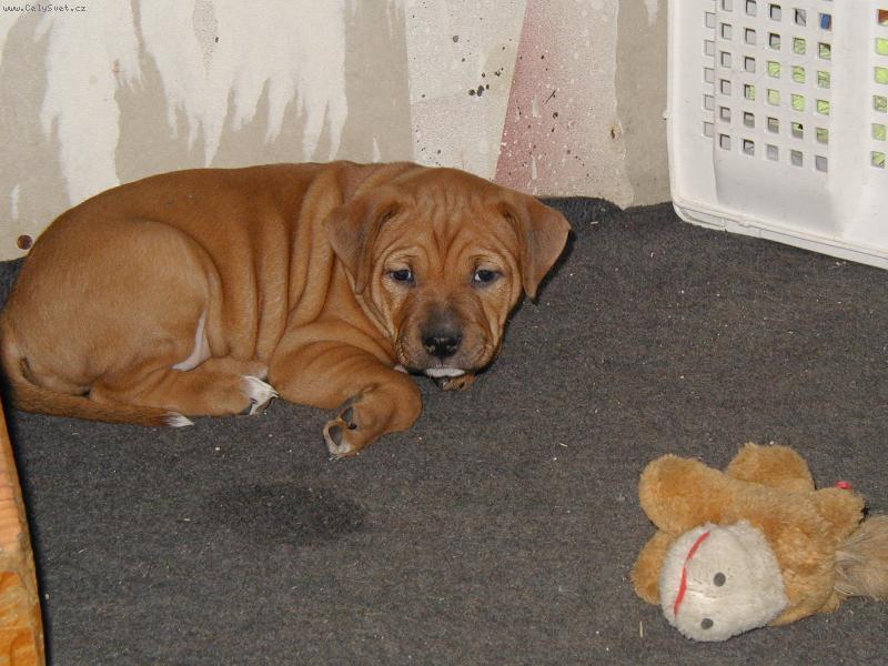 Foto: Kirby-ještě jako štěňátko