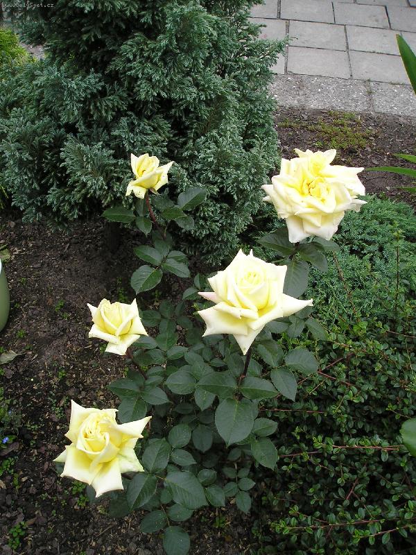 Foto: krásný pohled-žluté růže