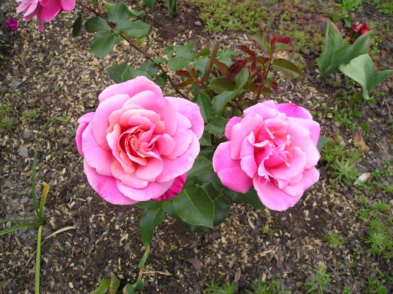 Foto: ráno-růže starorůžová