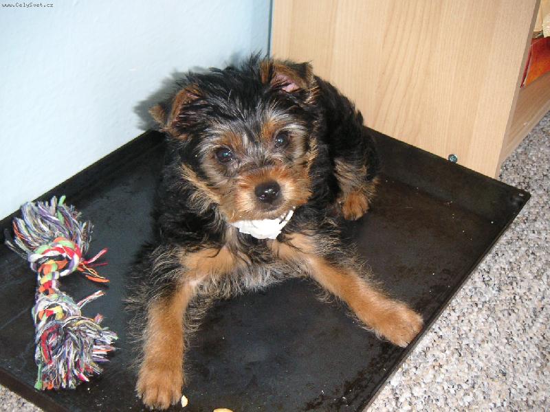 Foto: čumivý Maxime