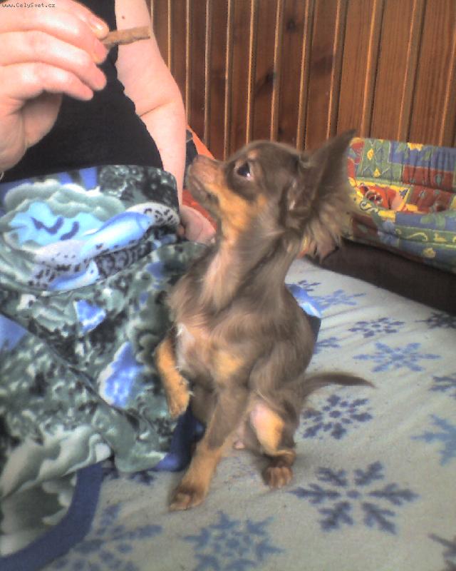 Foto: Magali-ukázkový posez :-)