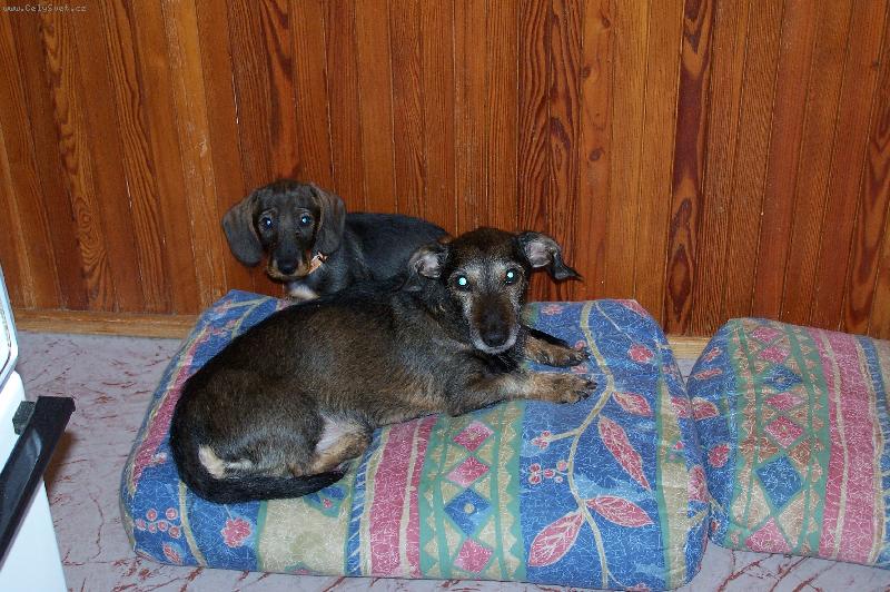 Foto: Čendík a Tobík-paničko, pospěš s tou ňamkou!