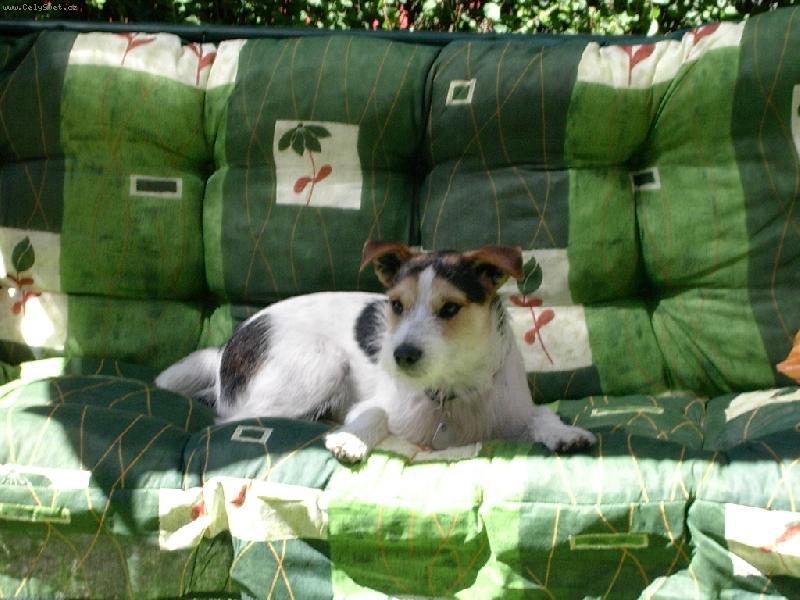 Foto: JACK RUSSELOV PARSON TERIER-můůj mazlik