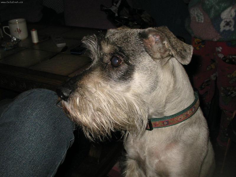 Foto: střední kňíračka-Kája