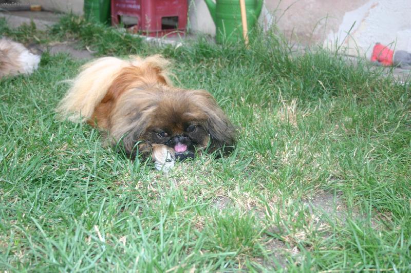Foto: Nase peki Olinka-Nase zlaticko Olinka