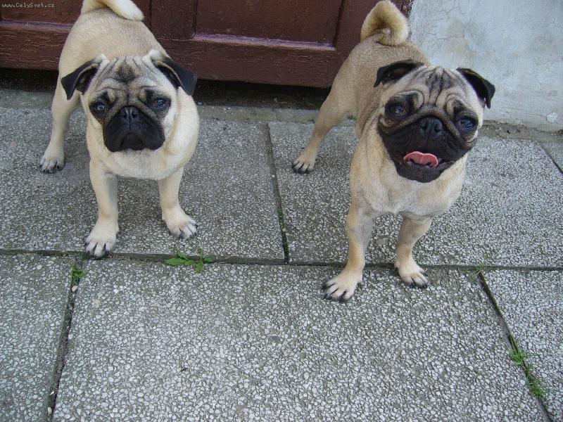 Foto: Queenynka a Čikinka