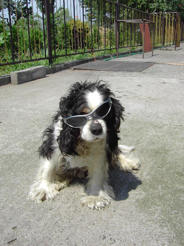 Foto: Kr�sn� pejsanek