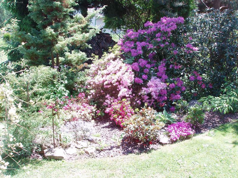 Foto: jaro v zahradě-skupina azalek, rododendronů