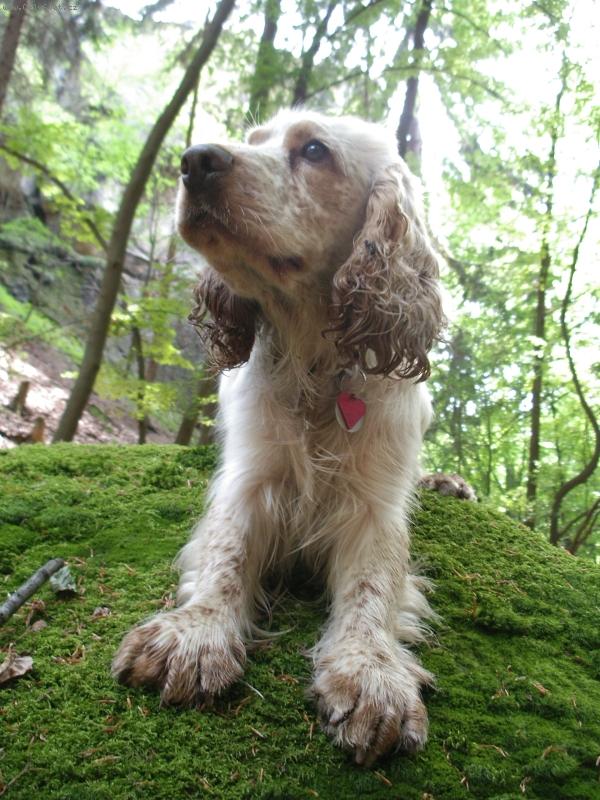 Foto: barnabáš v českém ráji