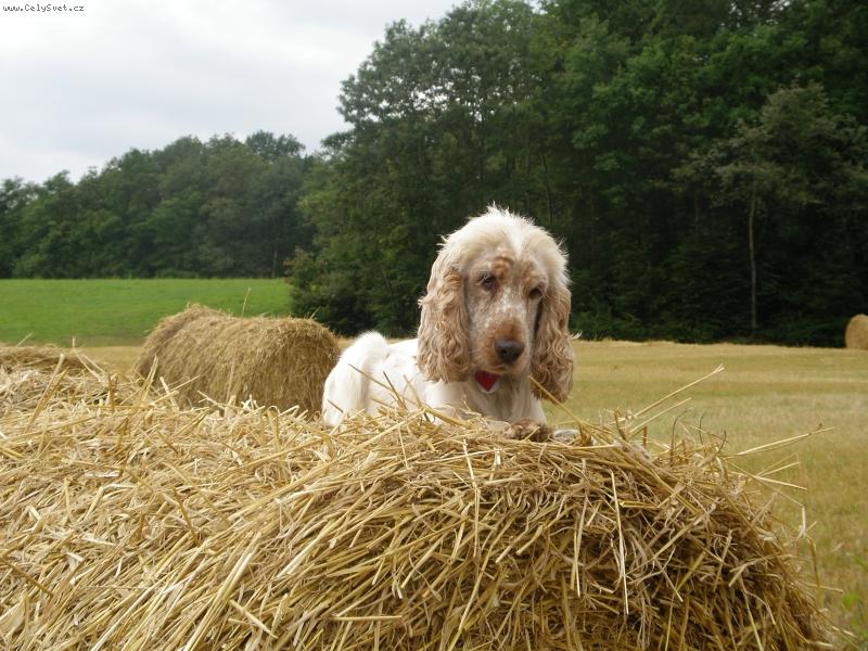 Foto: barnabáš čekající na piškot