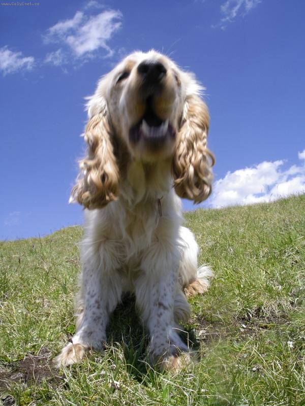 Foto: štěkavší barnabáš