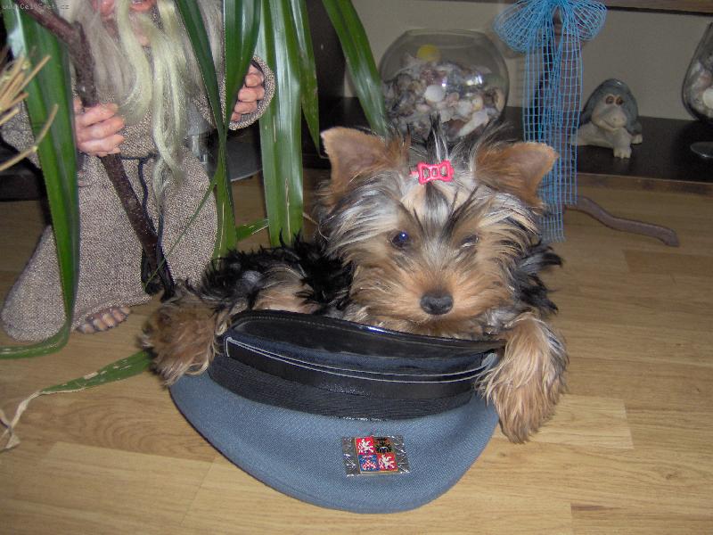 Foto: Magie-Služební pes