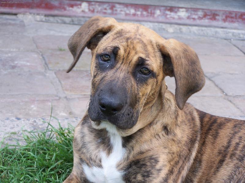 Foto: Fidel-Tady mu jsou 3 měsíce