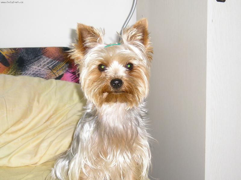 Foto: to jsem já-jorkšírský teriér
