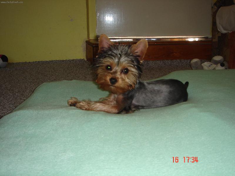 Foto: Naháček-Po stříhání