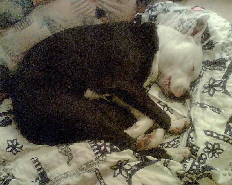 Foto: Fenka Ewe-Spící štěnatko