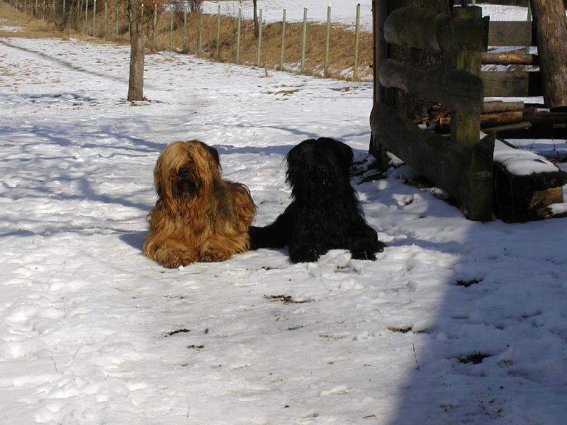 Foto: Opravdu vzorný psi