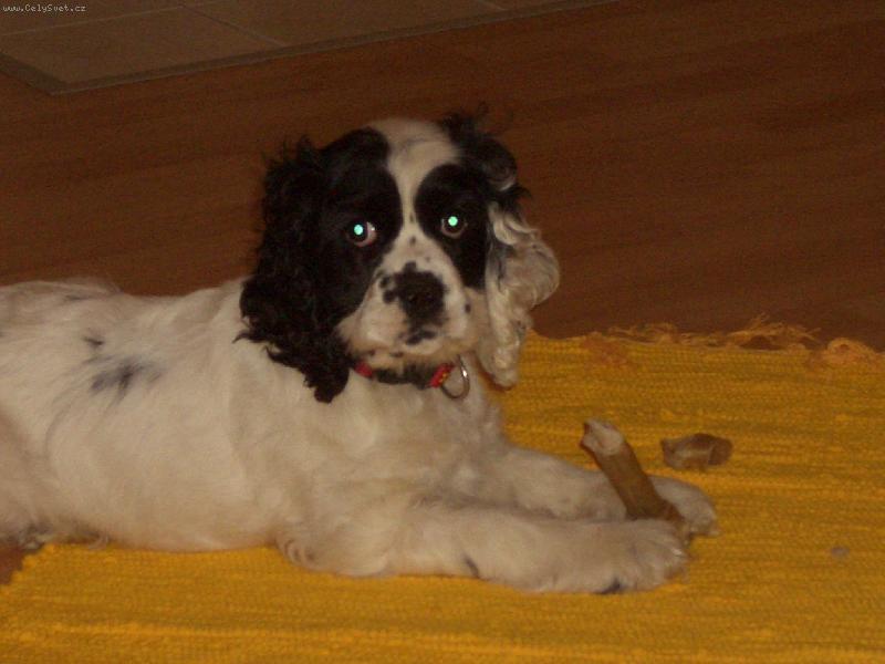 Foto: dobrá kostička