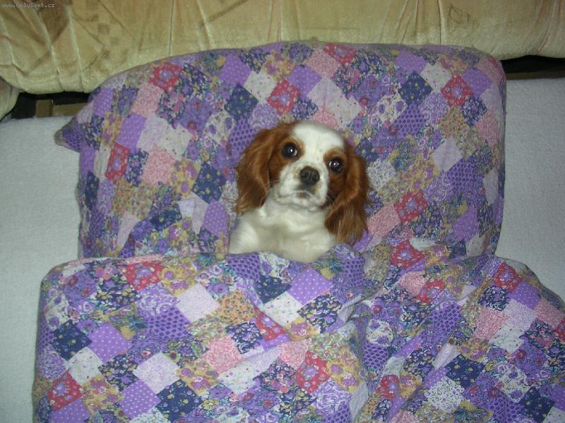 Foto: Vikinka-Vikinka v post�lce