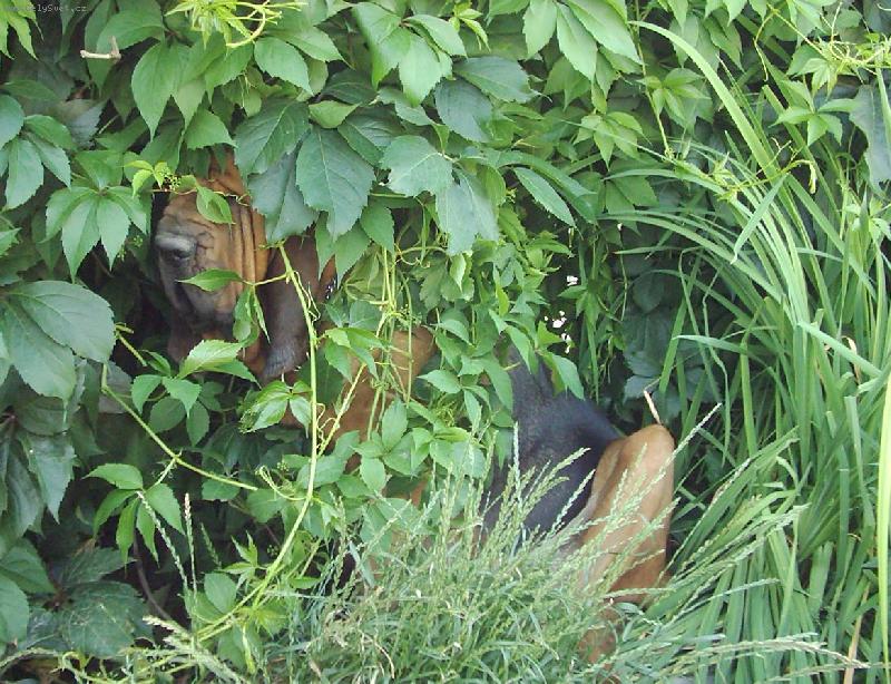 Foto: Šípková Růženka