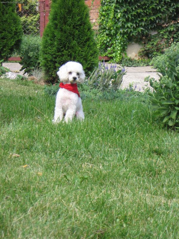 Foto: Pionýr Míša