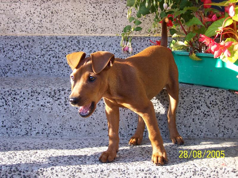 Foto: cindi a kytky-zíváááááááám