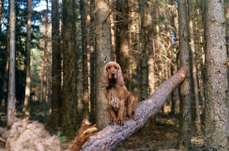 Foto: Kulí-Anglický kokrpaněl