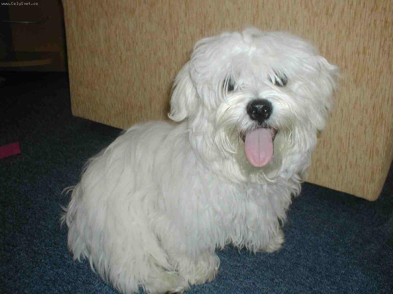 Foto: To mám ale pěknej jazíček že?