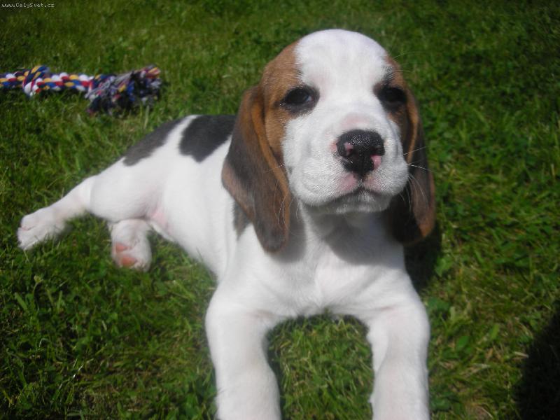 Foto: Moje beruška..