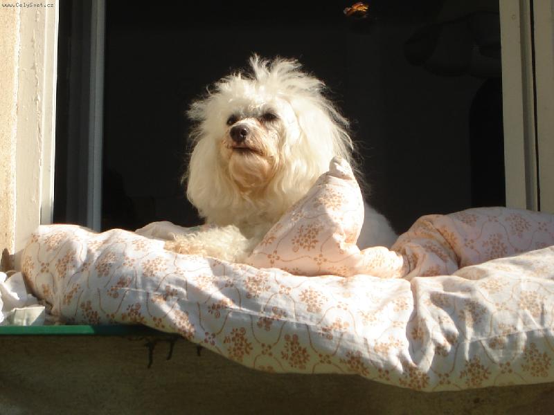 Foto: Denýsek-Jen se tak dívám a při tom hlídám....