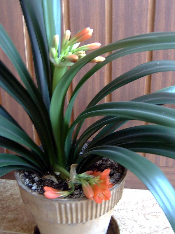 Foto: Klívie, 2 květy-Klívie s dvěma květy - rarita?