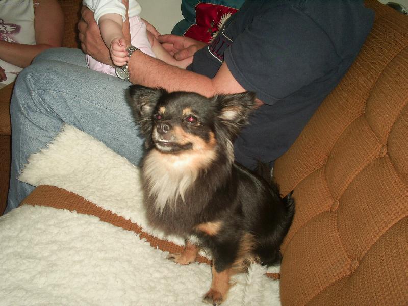 Foto: Čivava Besinka