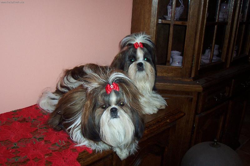 Foto: ze Slavonína-moji miláčci