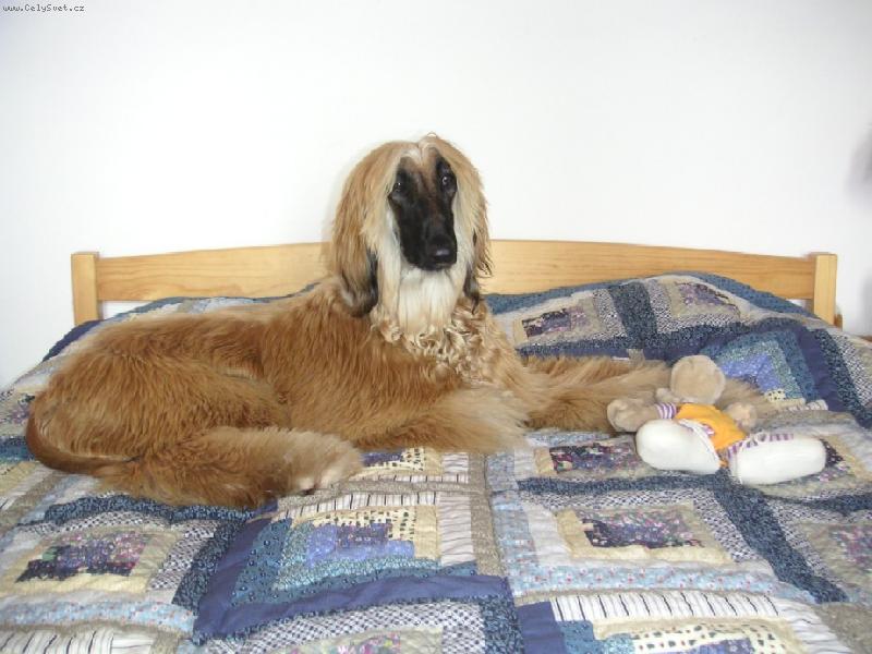 Foto: Olaf-doma je nejlíp