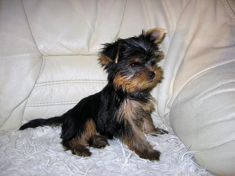 Foto: Já jsem tu pánem...?