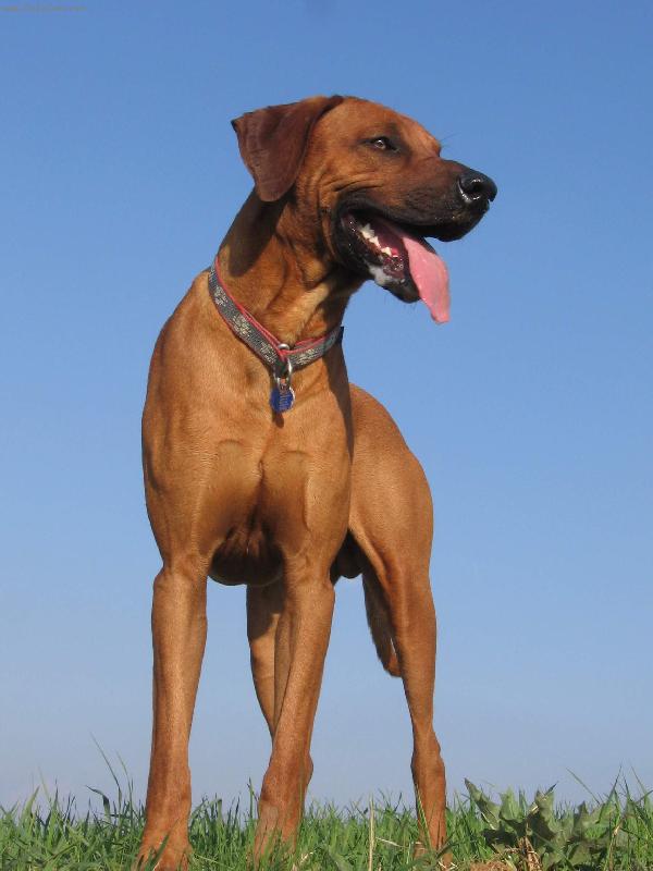 Foto: Rhodesky ridgeback-to je ale pěkný výhled