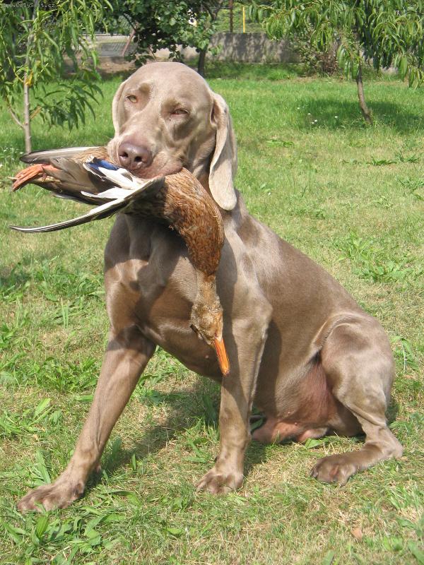 Foto: ART OD PLASOKU-Artík lovec