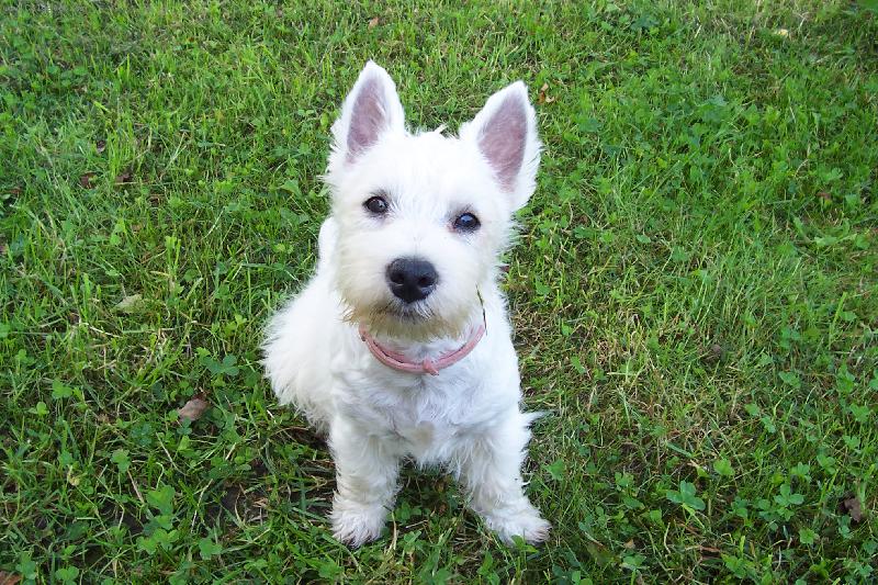 Foto: Norbi na zahradě