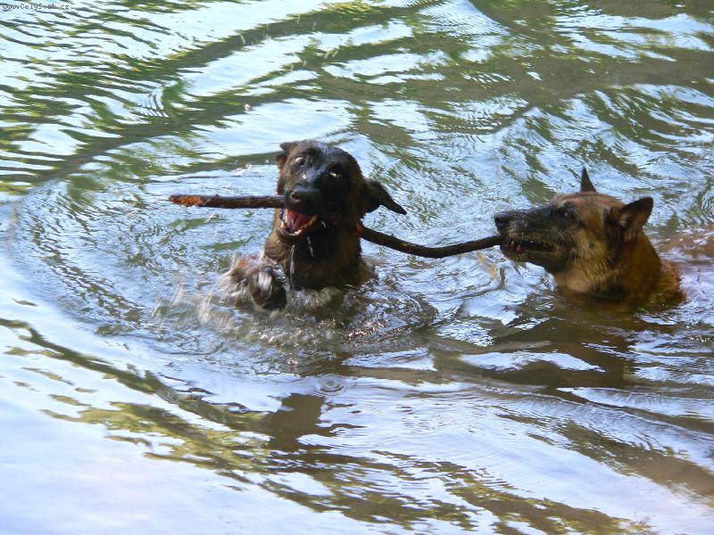 Foto: Maliní vydřičky