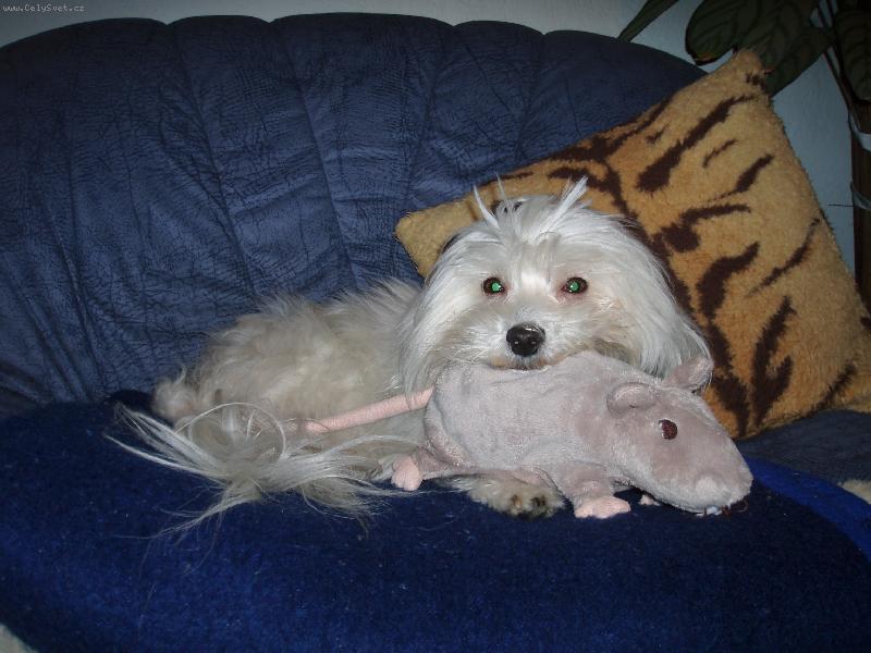 Foto: Sentíček-Můj myší kamarád...