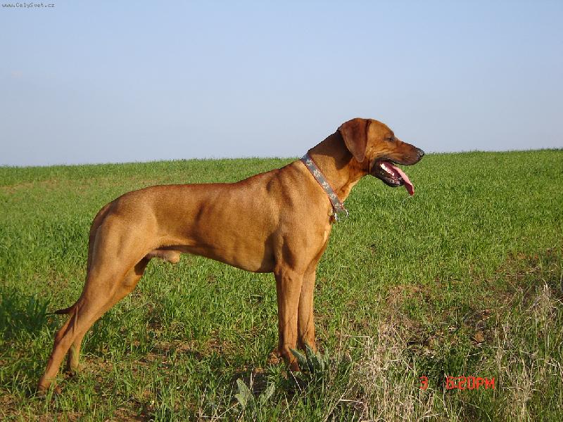 Foto: Ron-pořád jsem ve střehu