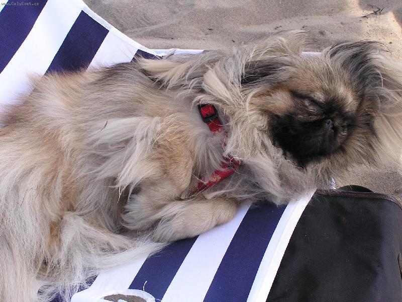 Foto: Ayme na pláži v Itálii