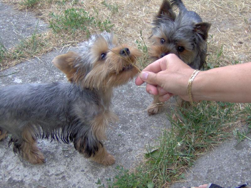 Foto: Charlie a Magie