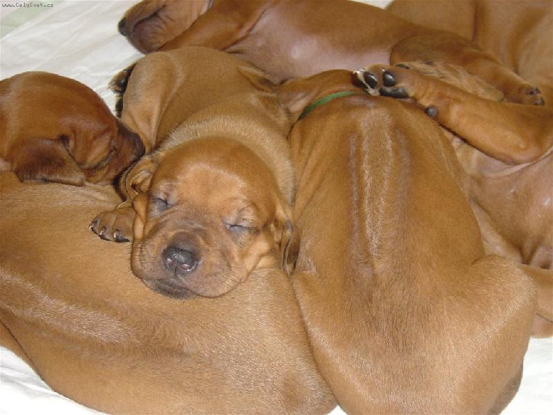 Foto: Hromada-štěňátka RR