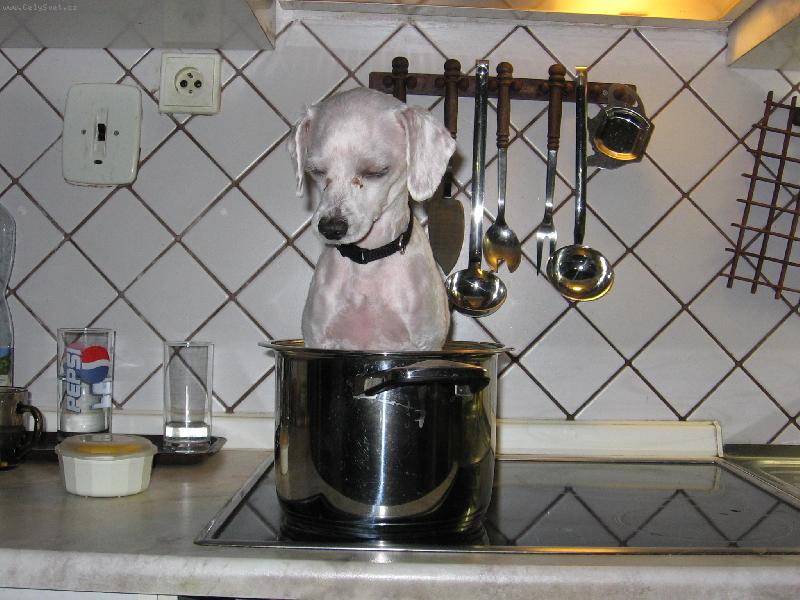 Foto: Vařený i pečený