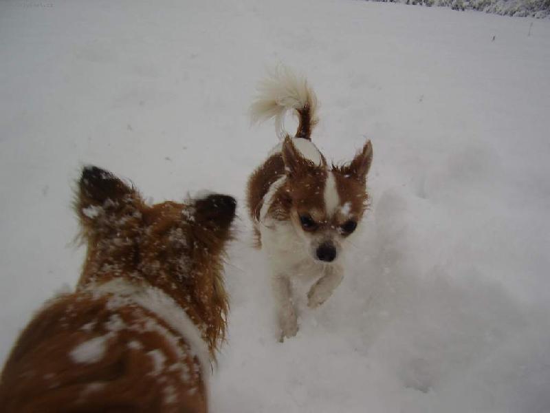 Foto: \"Jak to vypadá vepředu šéfe?\" - \"Sněhu je po uši.\"-Bonifác a Eliášek - \"nadšení\" ze sněhového nadělení